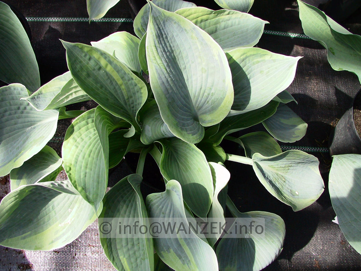 Hosta tokudama flavo-circinalis 08.jpg